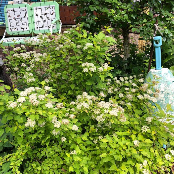 Raspberry Lemonade&trade; Ninebark - Physocarpus opulifolius 'ZLEYel2' PP31198 from EC Browns Nursery