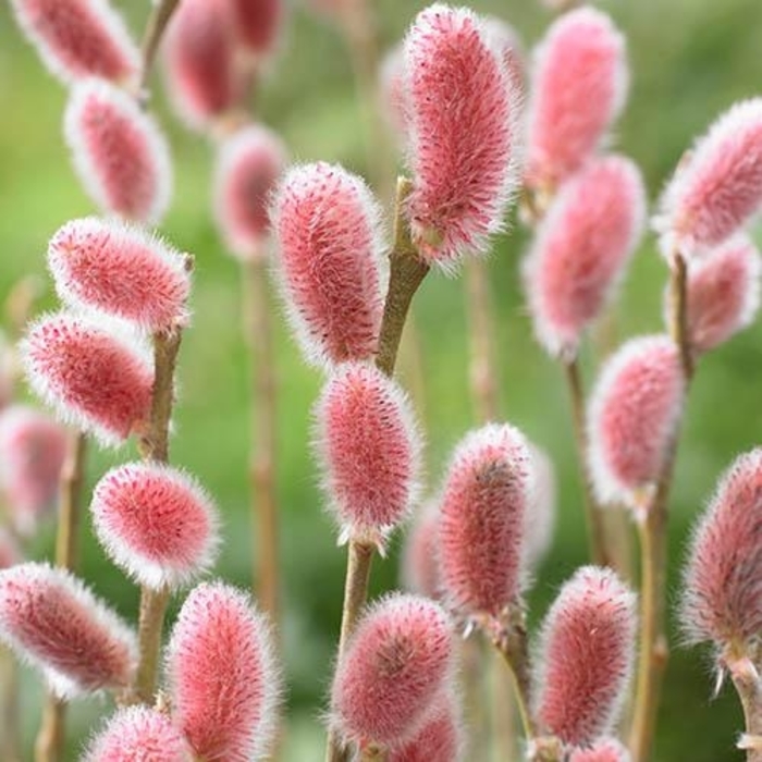 MT Aso Bigcatkin Willow - Salix gracilistyla 'Mt Aso' from EC Browns Nursery