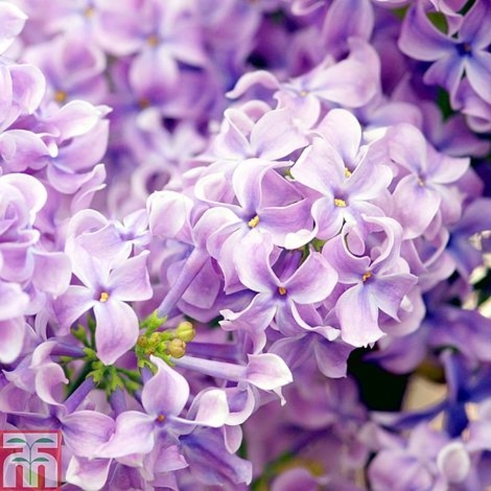 Lavender Lady Lilac - Syringa vulgaris 'Lavender Lady' (Lilac) from EC Browns Nursery