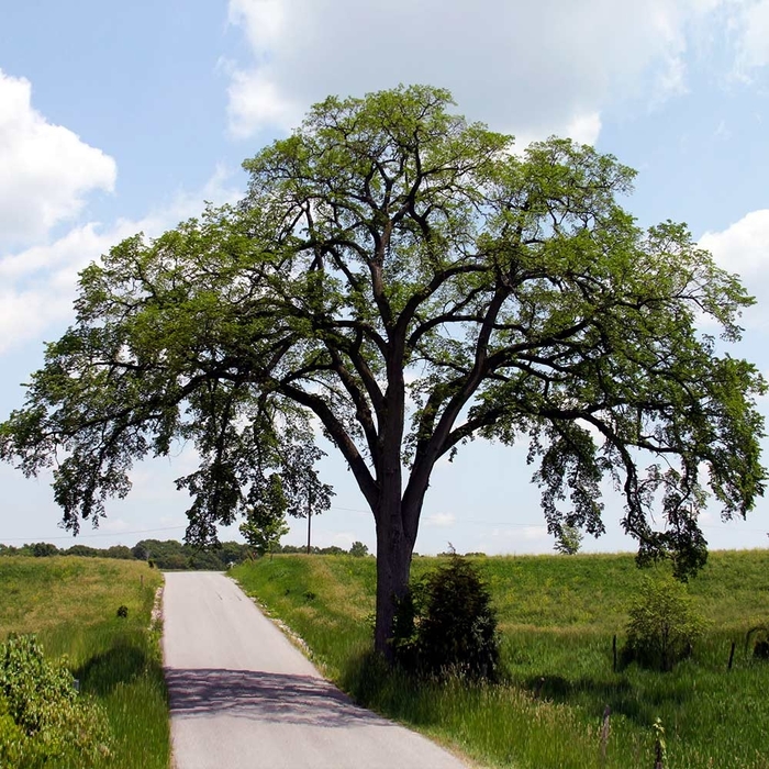 Princeton American Elm - Ulmus americana 'Princeton' (American Elm) from EC Browns Nursery