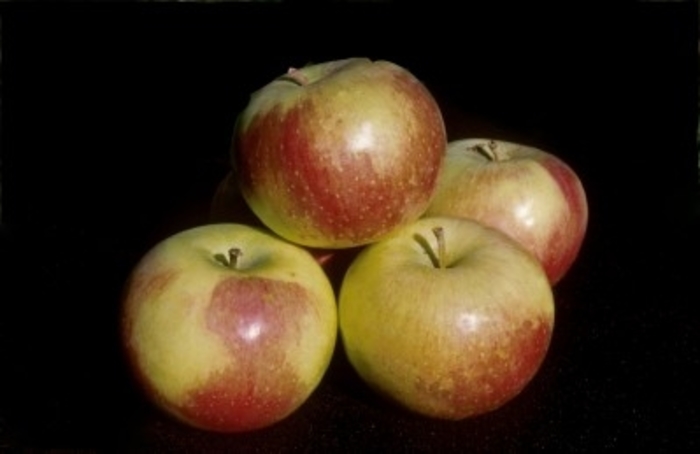 Wodarz Apple - Apple x 'Wodarz' from EC Browns Nursery