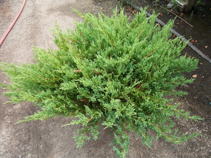 Youngstown Andorra Juniper - Juniperus horizontalis 'Youngstown' (Andorra Juniper) from EC Browns Nursery