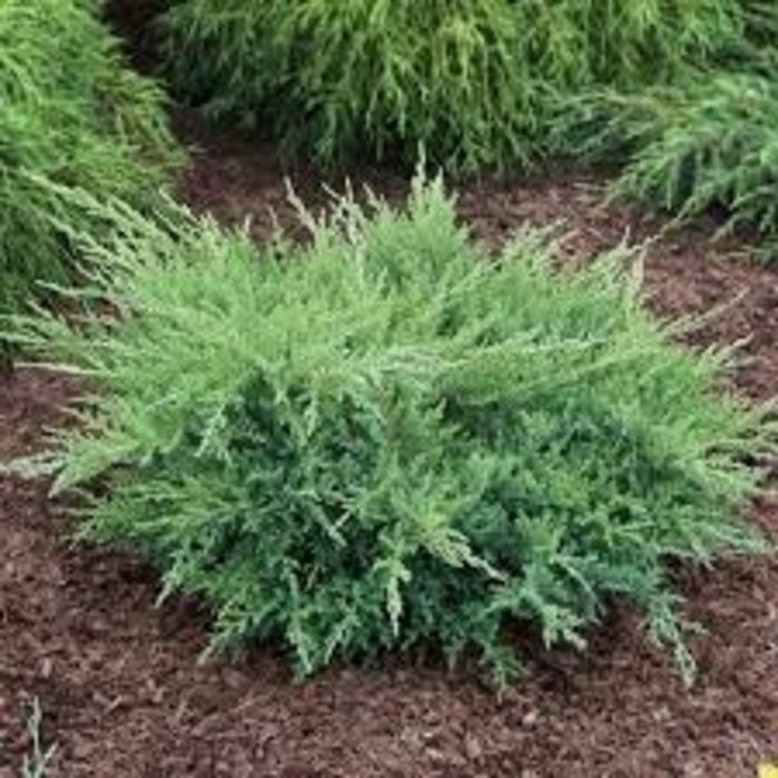 Pfitzeriana Compacta Compact Pfitzer Juniper - Juniperus chinensis 'Pfitzeriana Compacta' (Compact Pfitzer Juniper) from EC Browns Nursery