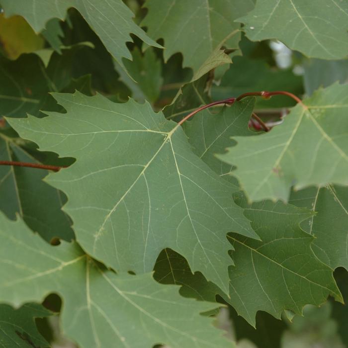 'Exclamation!&trade;' London Planetree - Platanus x acerifolia from EC Browns Nursery
