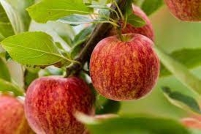 Gala Apple - Malus domestica 'Gala' (Apple) from EC Browns Nursery