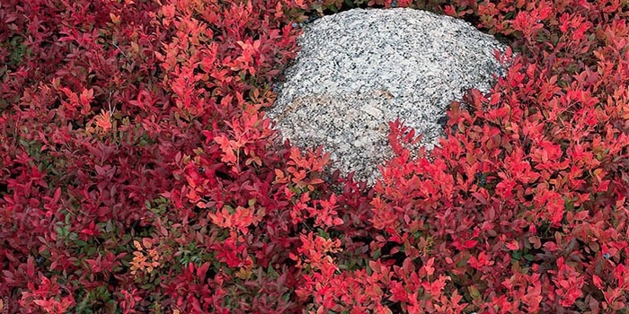 Brunswick Lowbush Blueberry - Vaccinium angustifolium 'Brunswick' (Lowbush Blueberry) from EC Browns Nursery