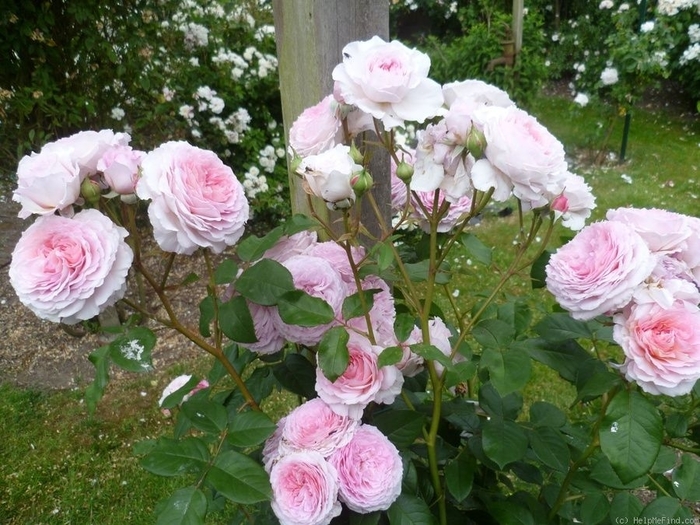 James Galaway Rose - Rosa x 'James Galaway' from EC Browns Nursery