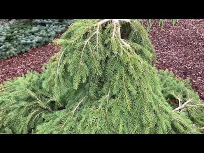 Formanek Formanek Norway Spruce - Picea abies 'Formanek' (Formanek Norway Spruce) from EC Browns Nursery