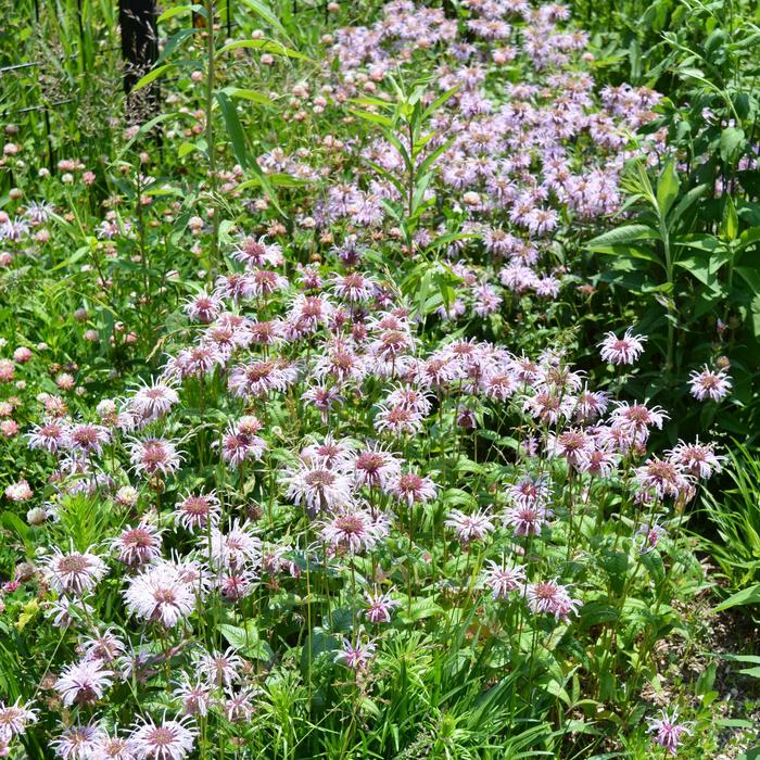 Bee Balm - Monarda bradburiana from EC Browns Nursery