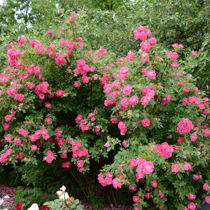 Rose - Rosa 'John Cabot' from EC Browns Nursery