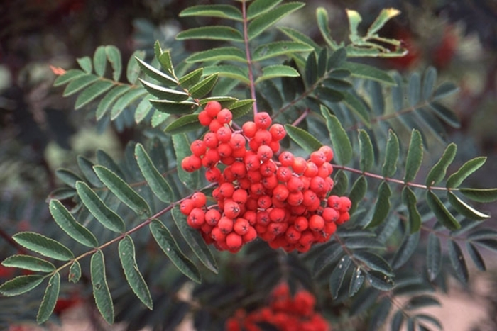CARINAL ROYAL MT ASH - Sorbus aucuparia ''Cardinal Royal'' from EC Browns Nursery