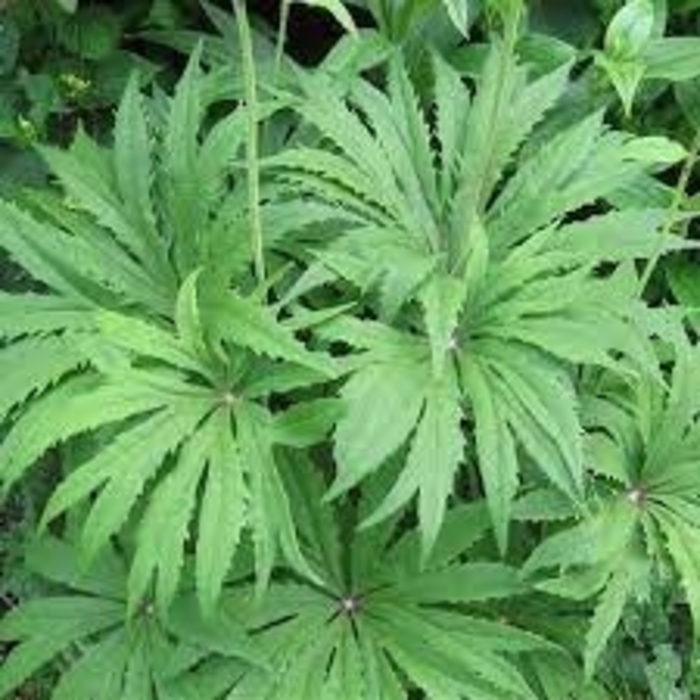 Shredded Umbrella plant - Syneilesis palmata from EC Browns Nursery