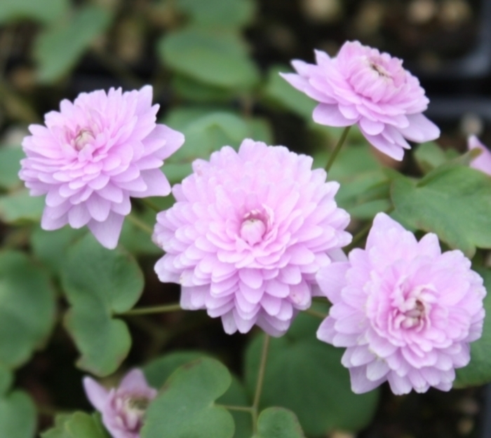 Schoaf's Double' Rue-anemone - Anemonella thalictroides ''Schoaf's Double' from EC Browns Nursery