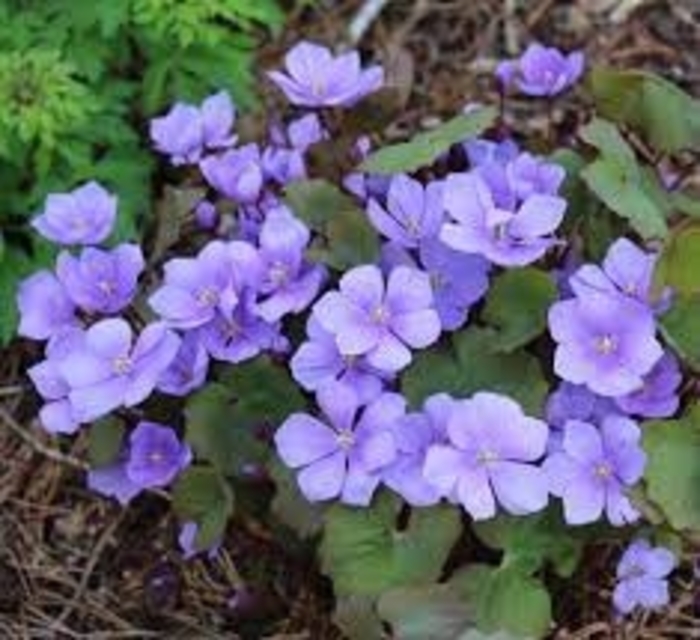 Asian Twinleaf - Jeffersonia dubia from EC Browns Nursery