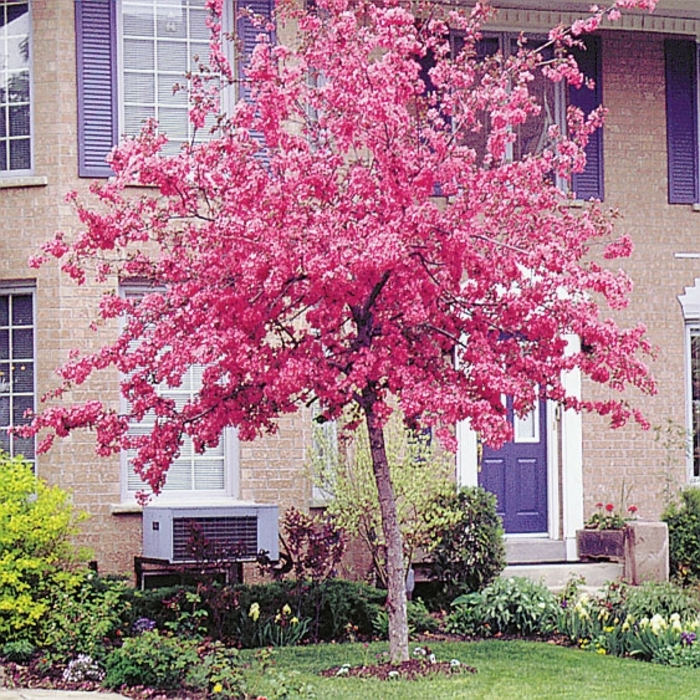 'Radiant ' Crabapple - Malus 'Radiant' from EC Browns Nursery