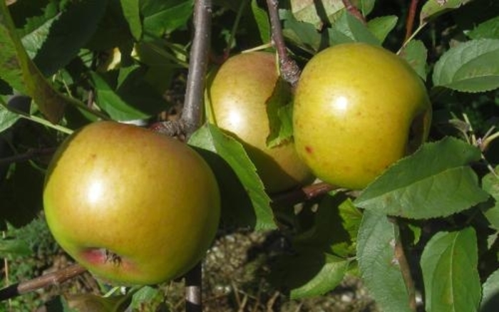 Yellow Newton SD Apple - Apple 'Yellow Newton' from EC Browns Nursery