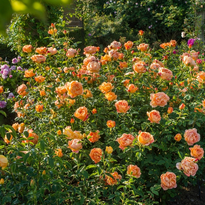 Lady Of Shalott Rose - Rosa DAVID AUSTIN 'Lady of Shalott' from EC Browns Nursery