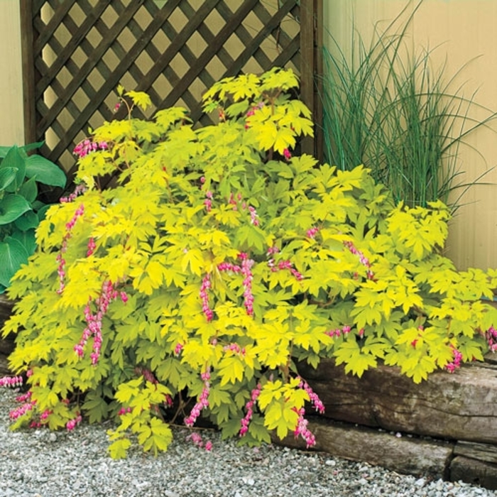 Yellow Leaf Bleeding Heart - Dicentra spectabilis 'Yellow Leaf' from EC Browns Nursery