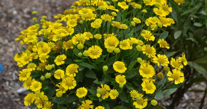 Mariachi&trade; 'Sombrore' - Helenium autumnale (Sneezeweed) from EC Browns Nursery