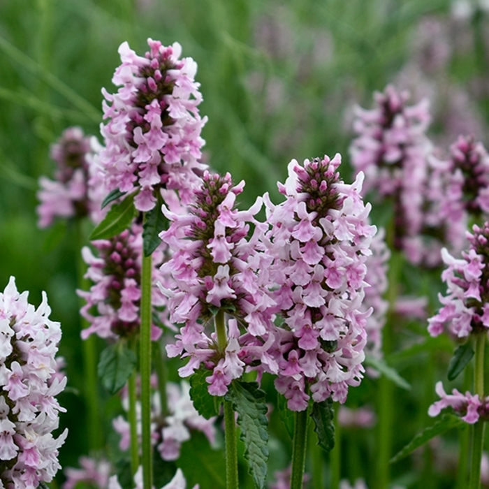 Summer Crush Lambs Ear - Stachys x 'Summer Crush' from EC Browns Nursery