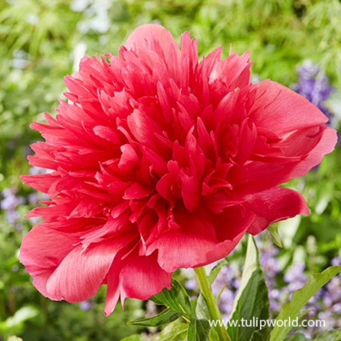 Many Happy Returns Peony - Paeonia lactflora 'Many Happy Returns' from EC Browns Nursery