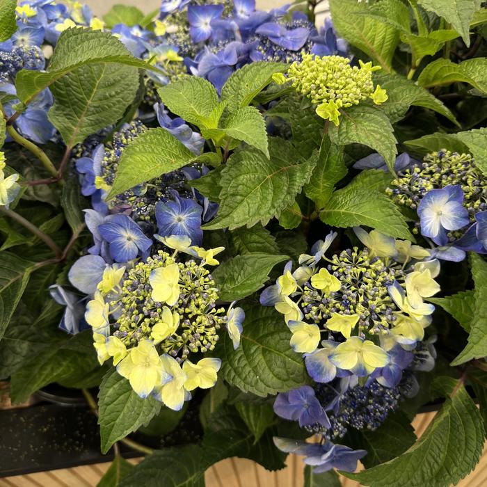 'Pop Star&reg;' Bigleaf Hydrangea - Hydrangea macrophylla from EC Browns Nursery