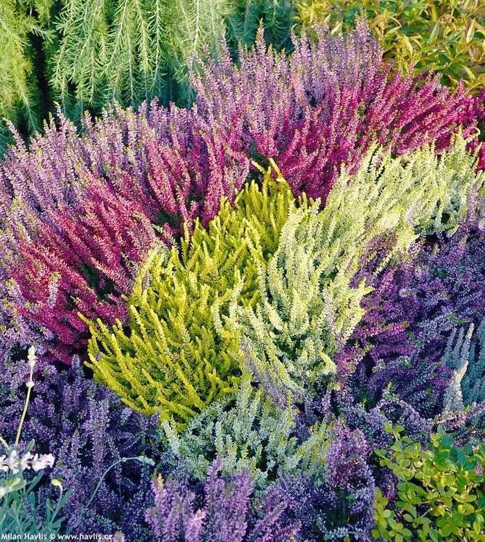 Heather - Calluna vulgaris from EC Browns Nursery