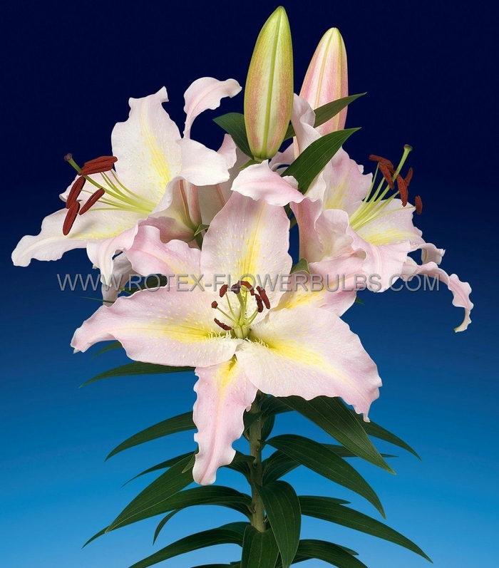 Hocus Pocus Oriental Lily - Lilium orientale 'Hocus Pocus' from EC Browns Nursery