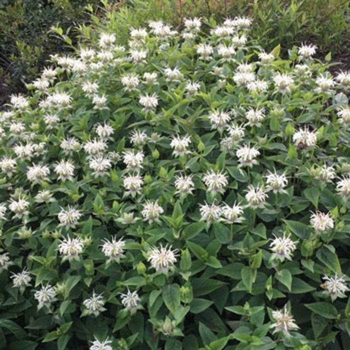Bee Bright White Monarda - Monarda x 'Bee Bright PBR' from EC Browns Nursery