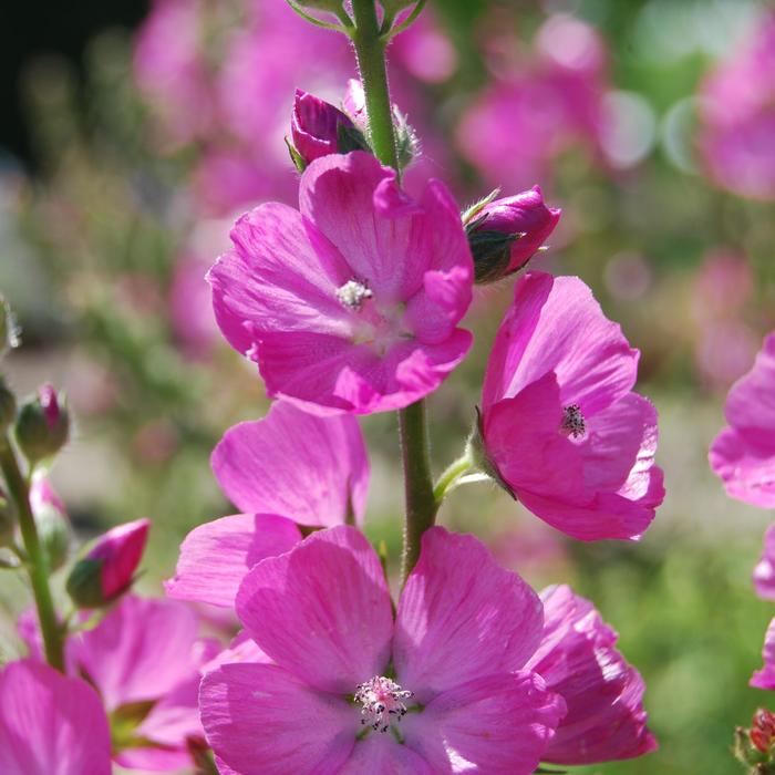 'Candy Girl' Prairie Mallow - Sidalcea from EC Browns Nursery