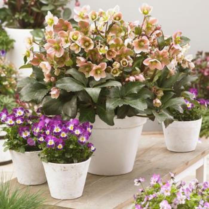 'Angel Glow' Hellebore - Helleborus (Lenten Rose) from EC Browns Nursery