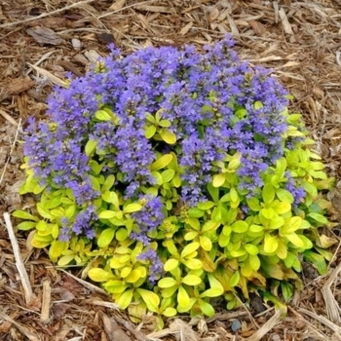 Feathered Friends&trade; 'Flashy Flamingo' - Ajuga from EC Browns Nursery