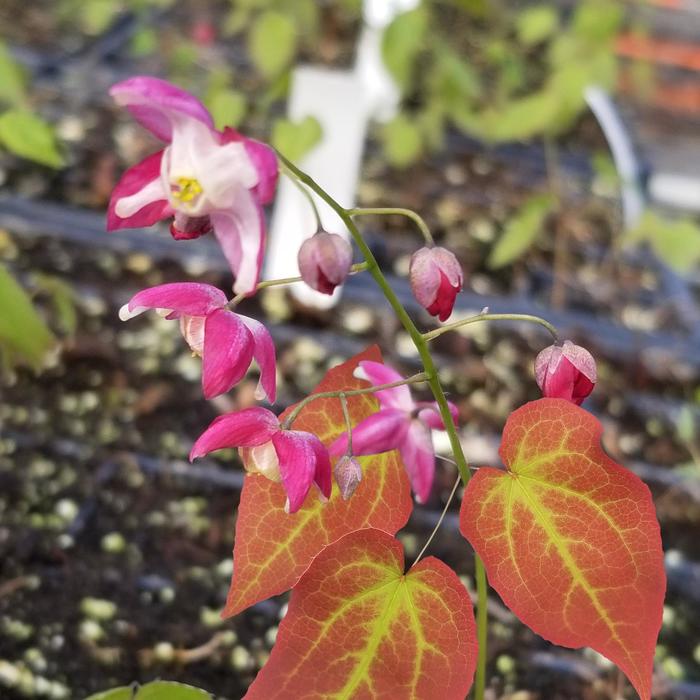 'Galadriel' Barrenwort - Epimedium x rubrum from EC Browns Nursery