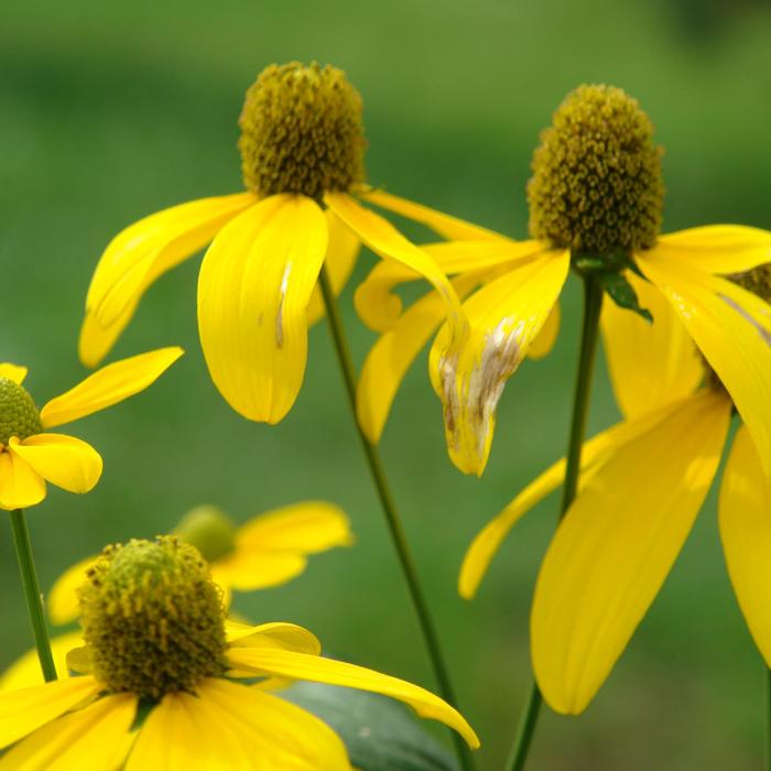 Cutleaf Coneflower - Rudbeckia laciniata from EC Browns Nursery