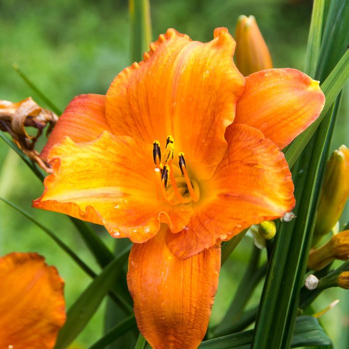'Mauna Loa' Daylily - Hemerocallis from EC Browns Nursery