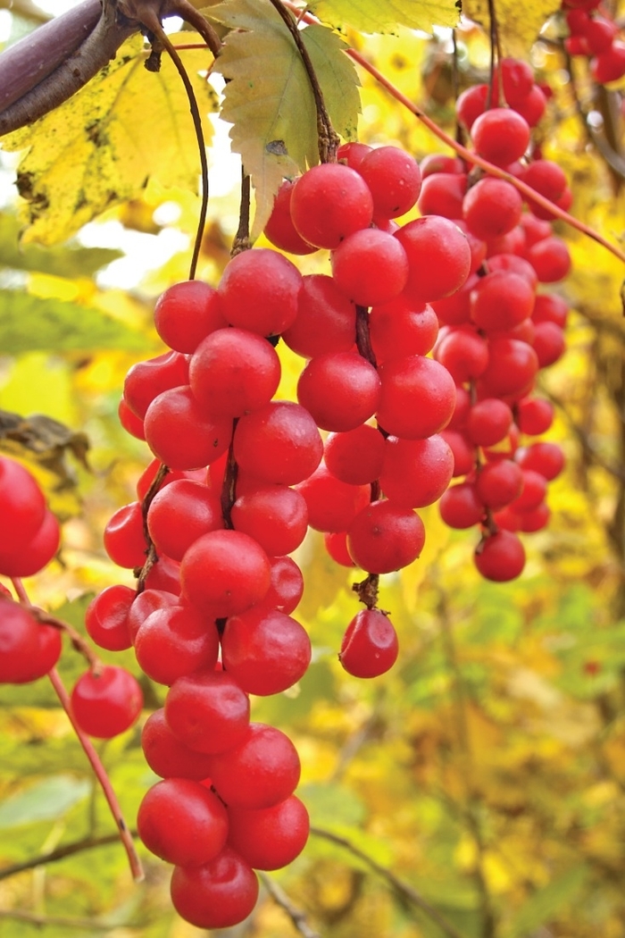 Schisandra berry - Schisandra chinensis from EC Browns Nursery