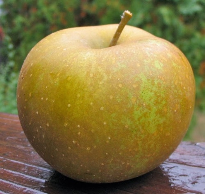Zabergau Apple - Malus spp. 'Zabergau Reinette' from EC Browns Nursery