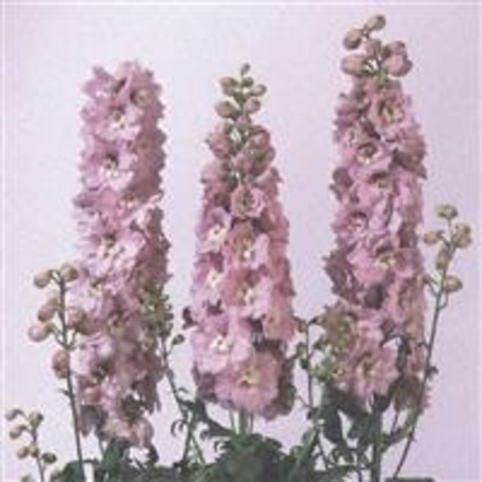 Cherry Blossom White Bee Delphinium - Delphinium elatum 'Magic Fountains Cherry Blossom White Bee Blossom' from EC Browns Nursery