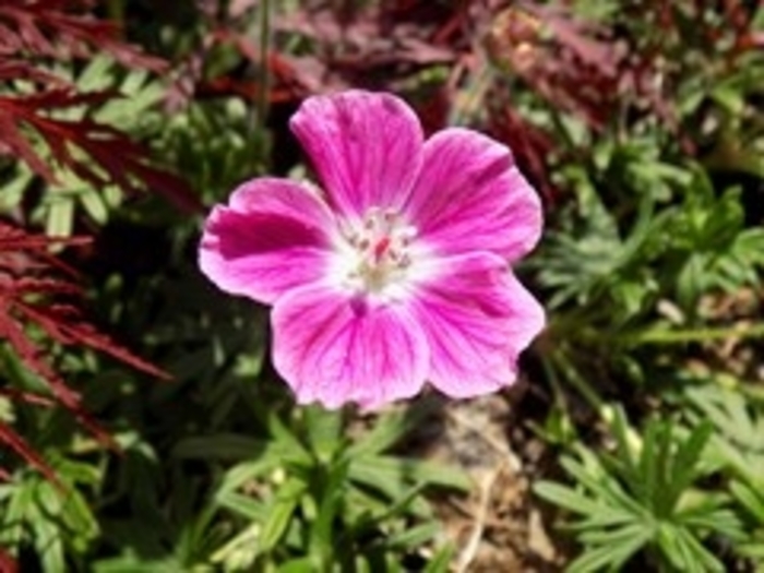 'Elke' Cranesbill - Geranium sanguineum from EC Browns Nursery