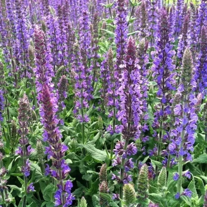 'Blue Queen' Sage - Salvia x sylvestris from EC Browns Nursery