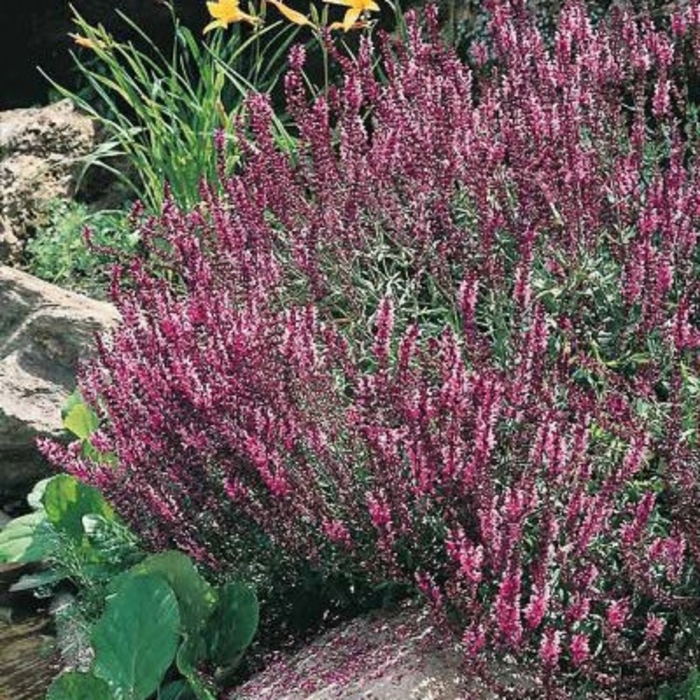 'Rose Queen' Meadow Sage - Salvia pratensis from EC Browns Nursery