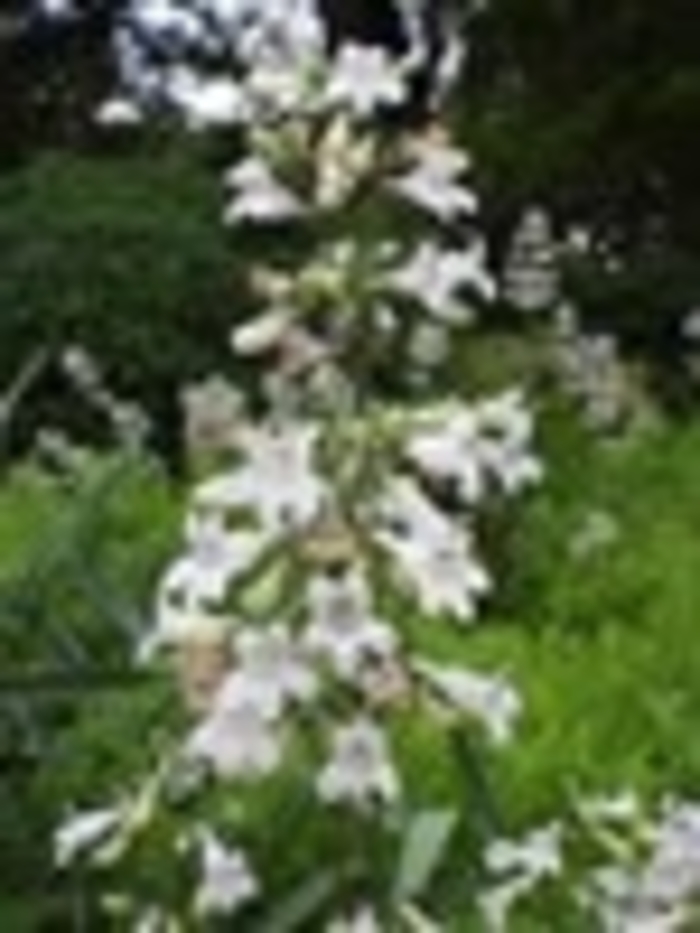 Foxglove Beardtongue - Penstemon digitalis from EC Browns Nursery