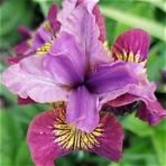 Peacock Butterfly&trade; 'Miss Apple' - Iris sibirica (Siberian Iris) from EC Browns Nursery