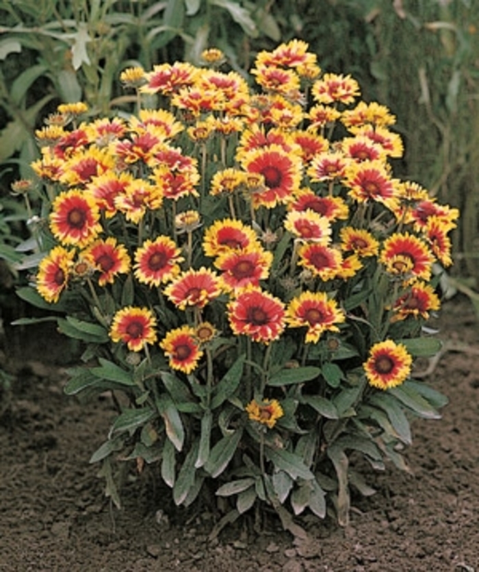 'Goblin' Blanket Flower - Gaillardia x grandiflora from EC Browns Nursery