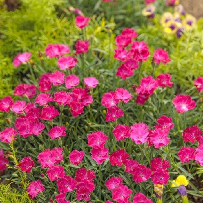 'Mad Magenta' Border Carnation - Dianthus from EC Browns Nursery