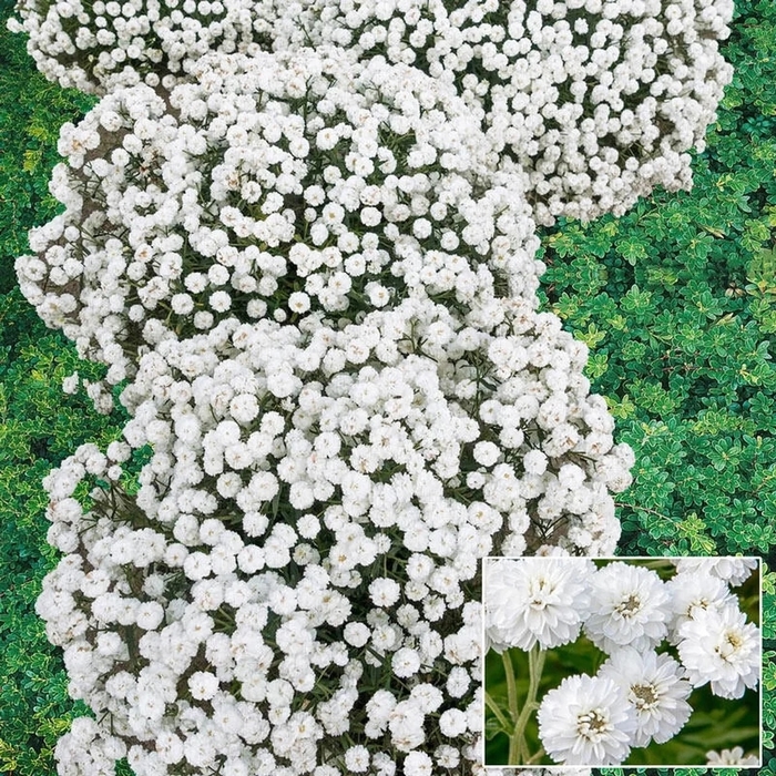 'Diadem' Yarrow - Achillea ptarmica from EC Browns Nursery