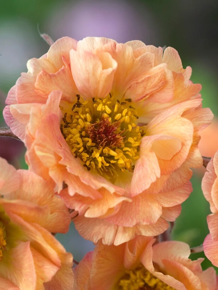 Cocktails&trade; 'Mai Tai' - Geum from EC Browns Nursery